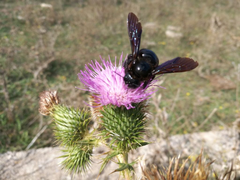 Apidae: Xylocopa sp.