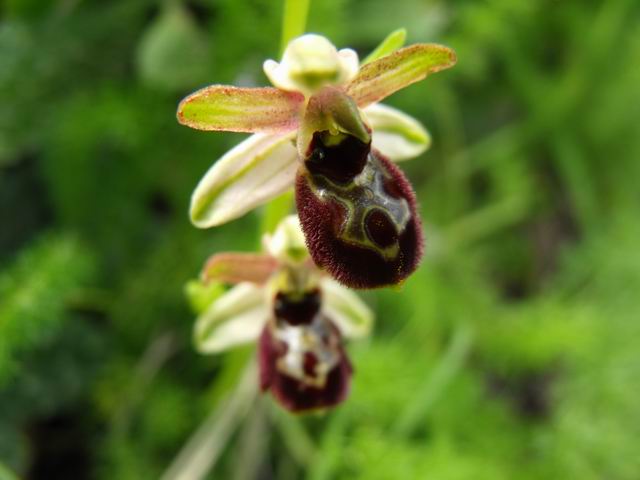 Ophrys exaltata subsp. exaltata