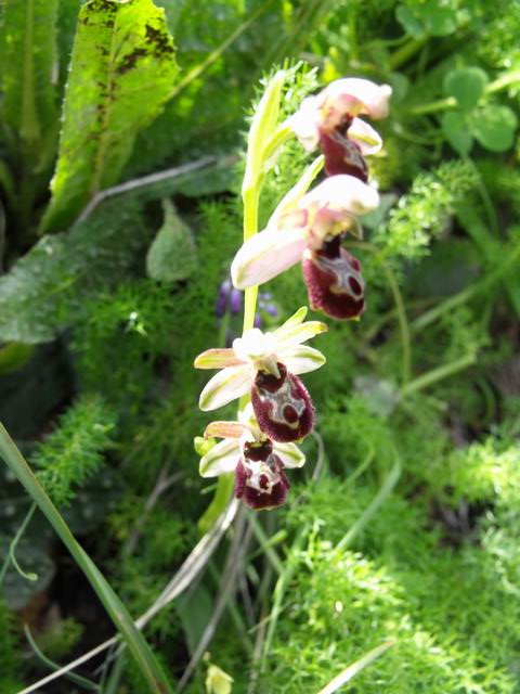 Ophrys exaltata subsp. exaltata