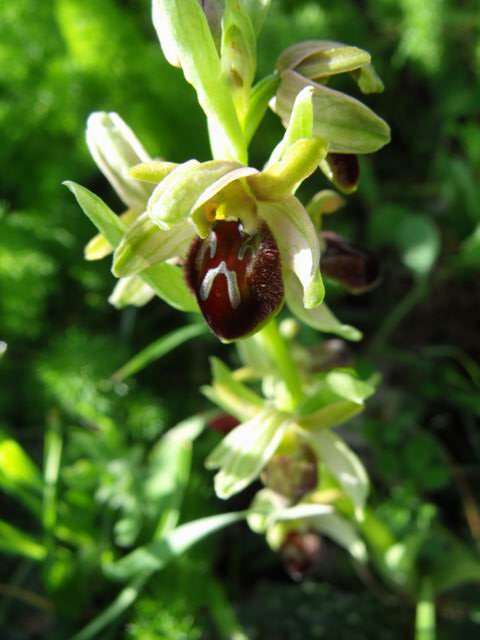 Ophrys exaltata