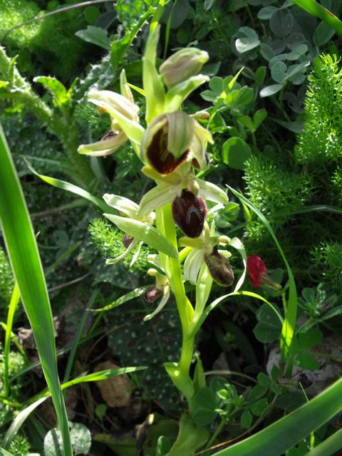 Ophrys exaltata