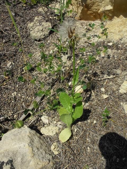 da determinare:   Urospermum sp.