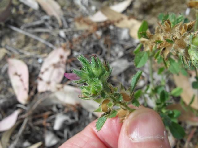 Fabaceae: Ononis diffusa (cfr.)