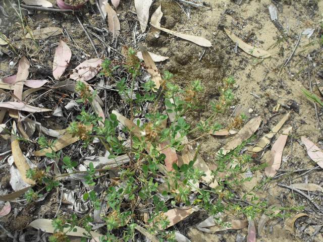 Fabaceae: Ononis diffusa (cfr.)