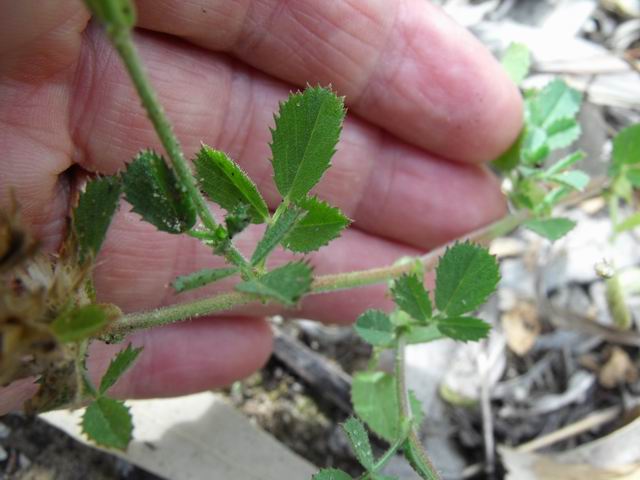 Fabaceae: Ononis diffusa (cfr.)