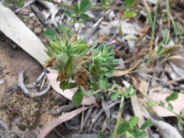 Fabaceae: Ononis diffusa (cfr.)