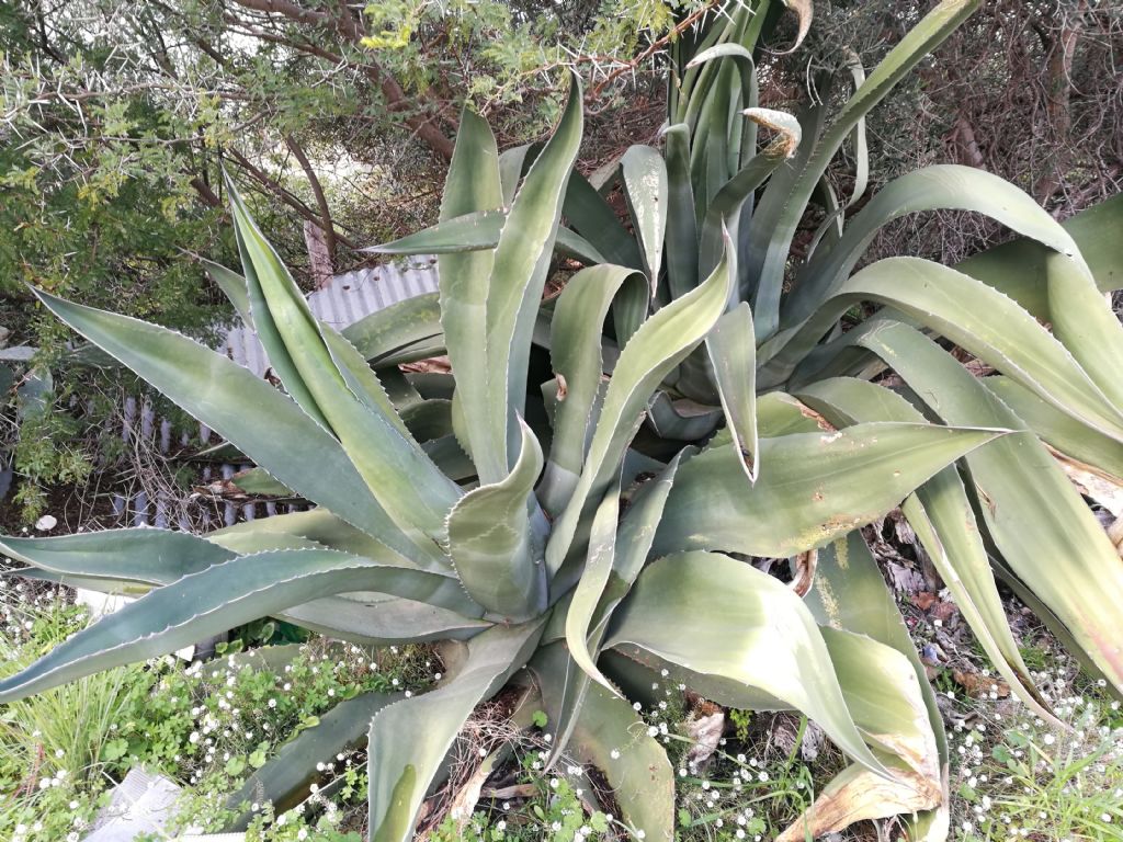 Agave da determinare