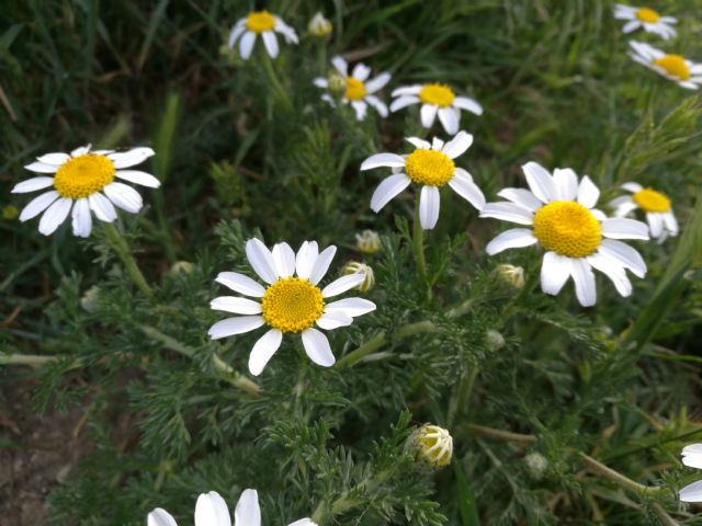 Anacyclus tomentosus?