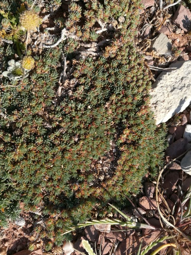 Frankenia hirsuta (Frankeniaceae)