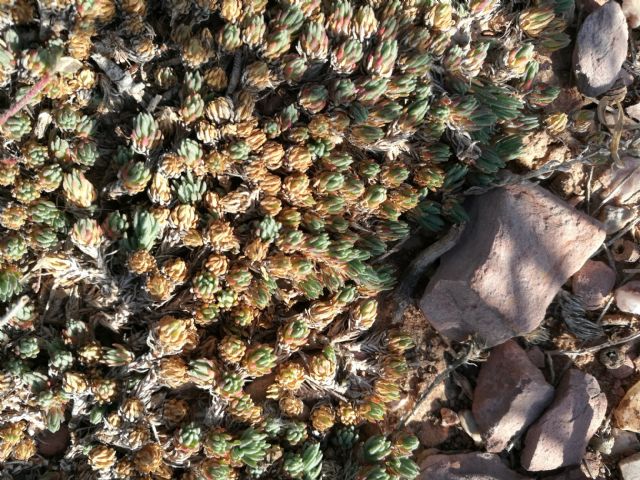 Frankenia hirsuta (Frankeniaceae)