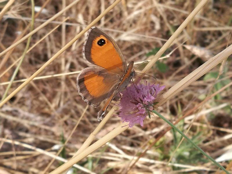 Nymphalidae: Pyronia cecilia femmina?  S !