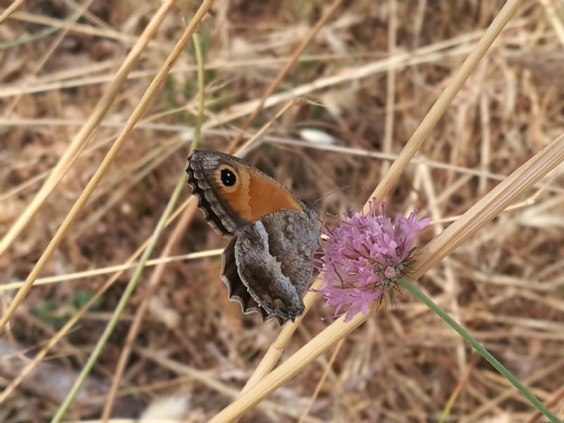 Nymphalidae: Pyronia cecilia femmina?  S !