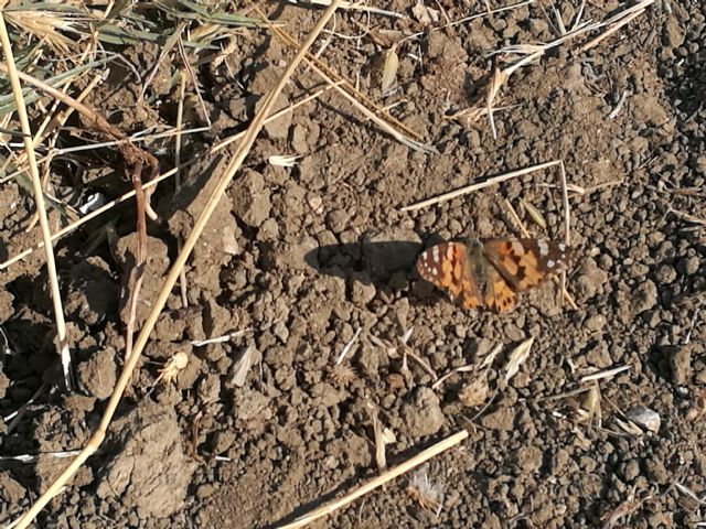 Da determinare: Vanessa cardui - Nymphalidae