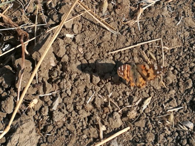 Da determinare: Vanessa cardui - Nymphalidae