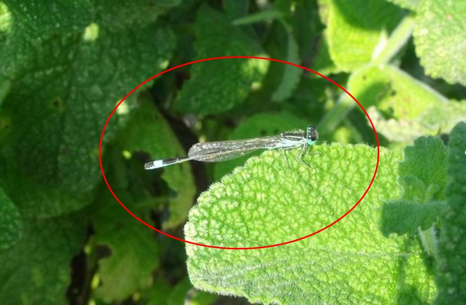 Ischnura o Coenagrion: Ischnura genei