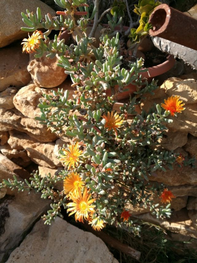 Malephora crocea (cfr.)  (Aizoaceae)