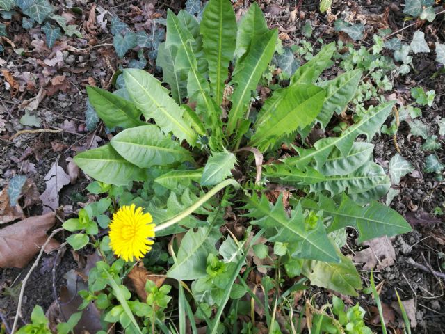 Taraxacum officinale? Taraxacum sp.