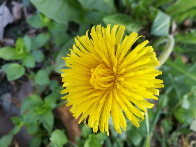 Taraxacum officinale? Taraxacum sp.