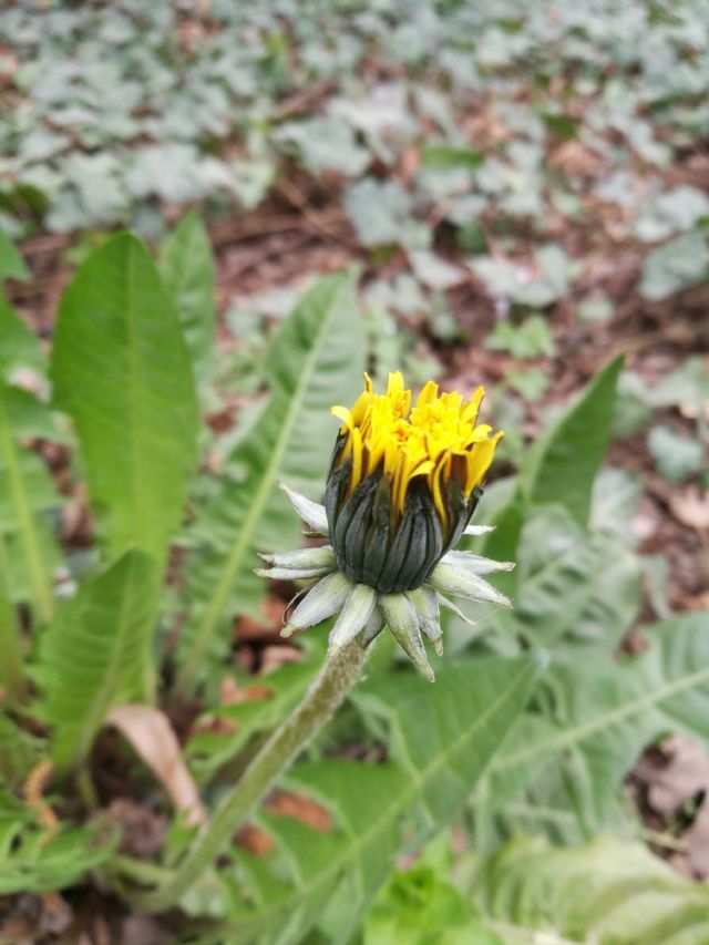 Taraxacum officinale? Taraxacum sp.