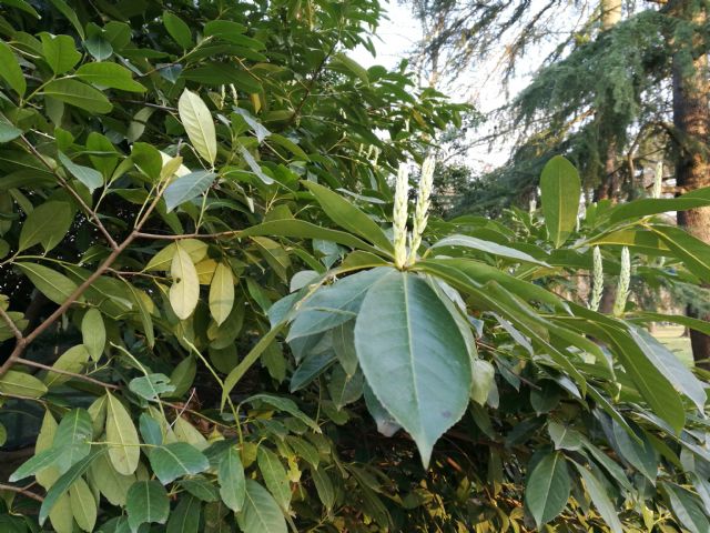 Prunus laurocerasus