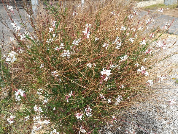 Oenothera lindheimeri  (Onagraceae)