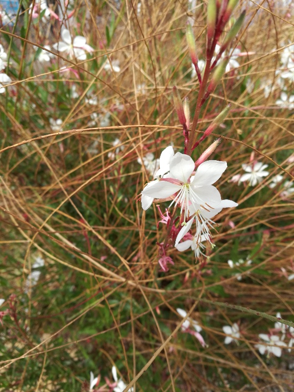 Oenothera lindheimeri  (Onagraceae)