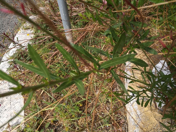 Oenothera lindheimeri  (Onagraceae)