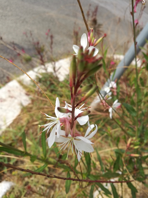 Oenothera lindheimeri  (Onagraceae)