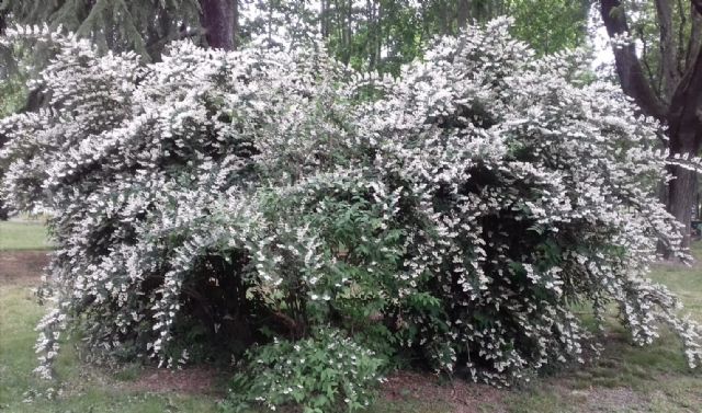 Deutzia sp. (Hydrangeaceae)