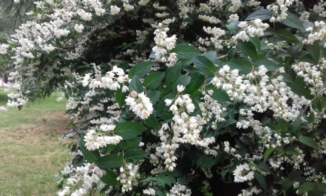 Deutzia sp. (Hydrangeaceae)