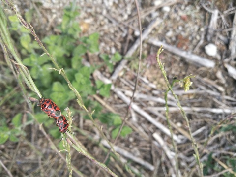 Pentatomidae: Eurydema ornata