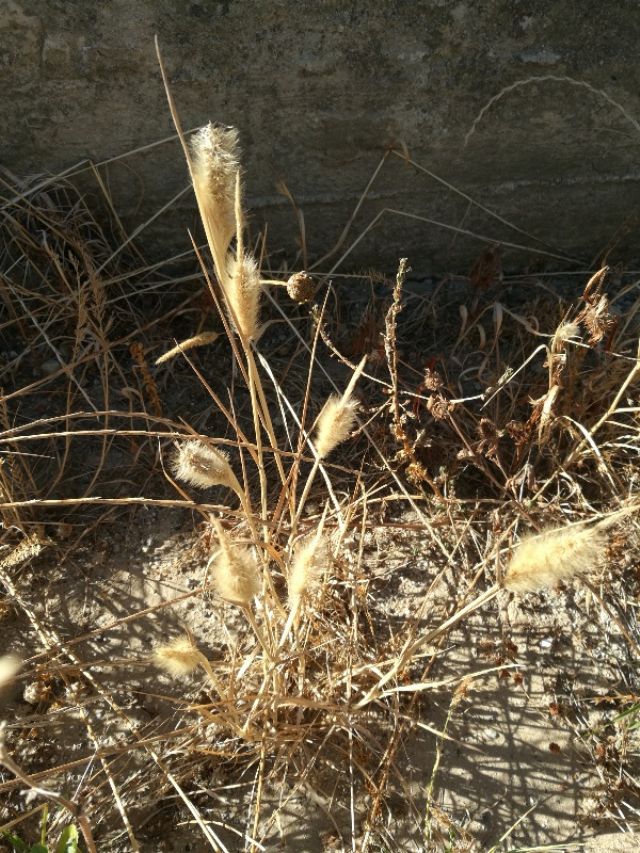 Poaceae: Polypogon monspeliensis