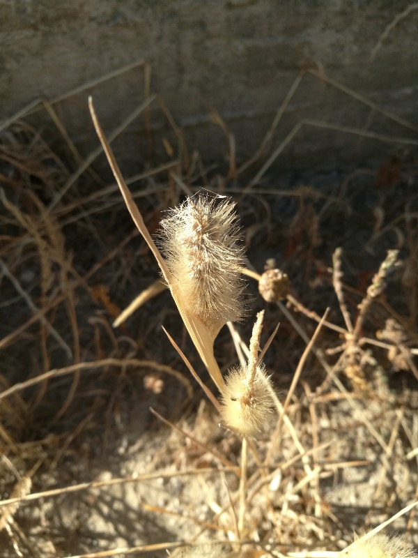 Poaceae: Polypogon monspeliensis