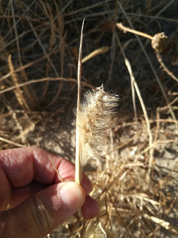 Poaceae: Polypogon monspeliensis