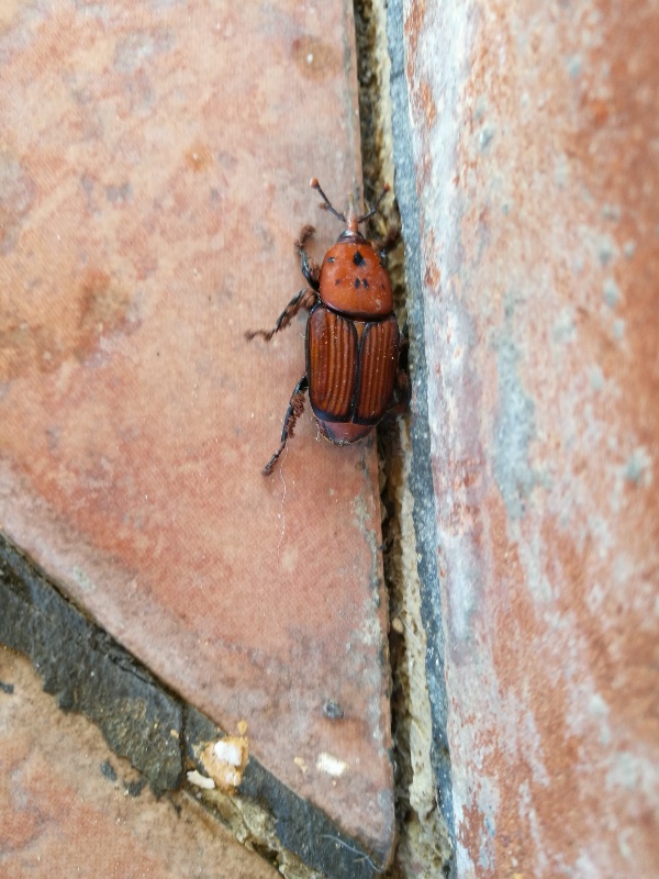 Dryophthoridae: Rhynchophorus ferrugineus