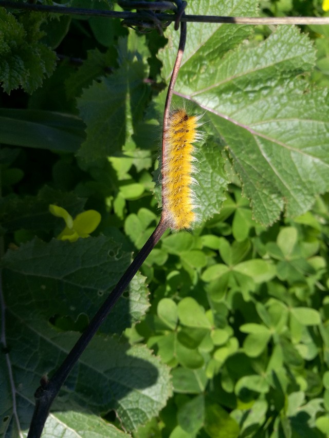 Quale bruco?  Lasiocampa trifolii