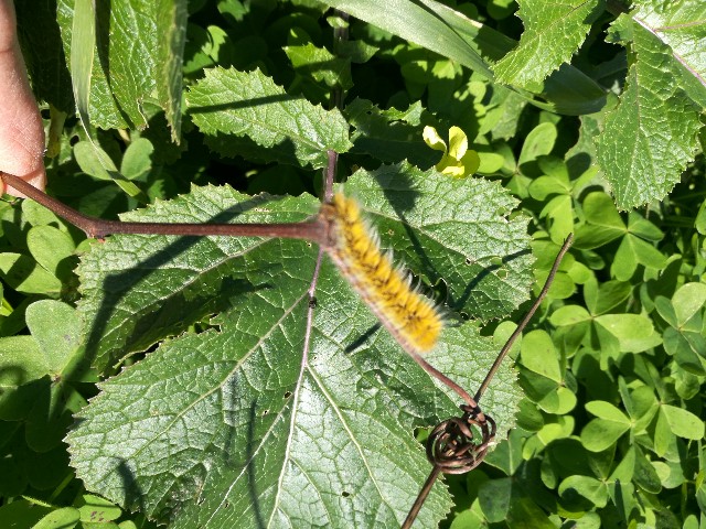 Quale bruco?  Lasiocampa trifolii