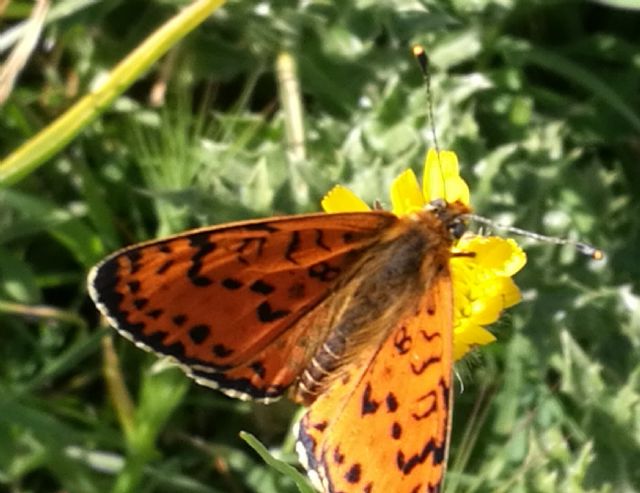 Melitaea didyma