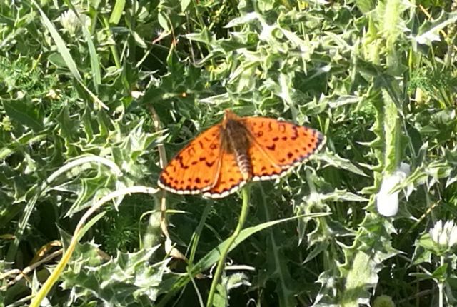 Melitaea didyma