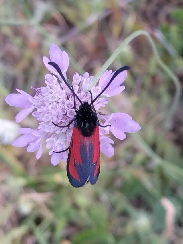 Zygaena erythrus? S