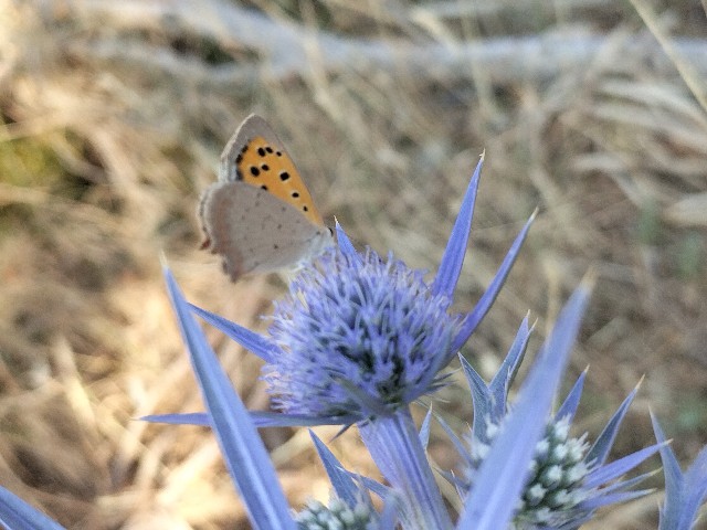 Lycaena phlaeas