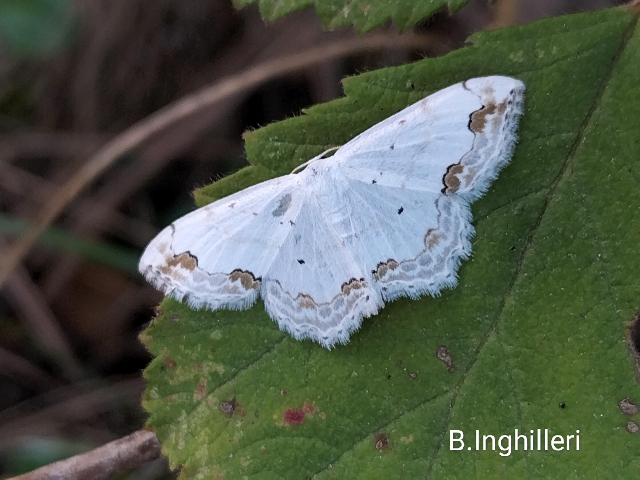 Scopula ornata - Geometridae