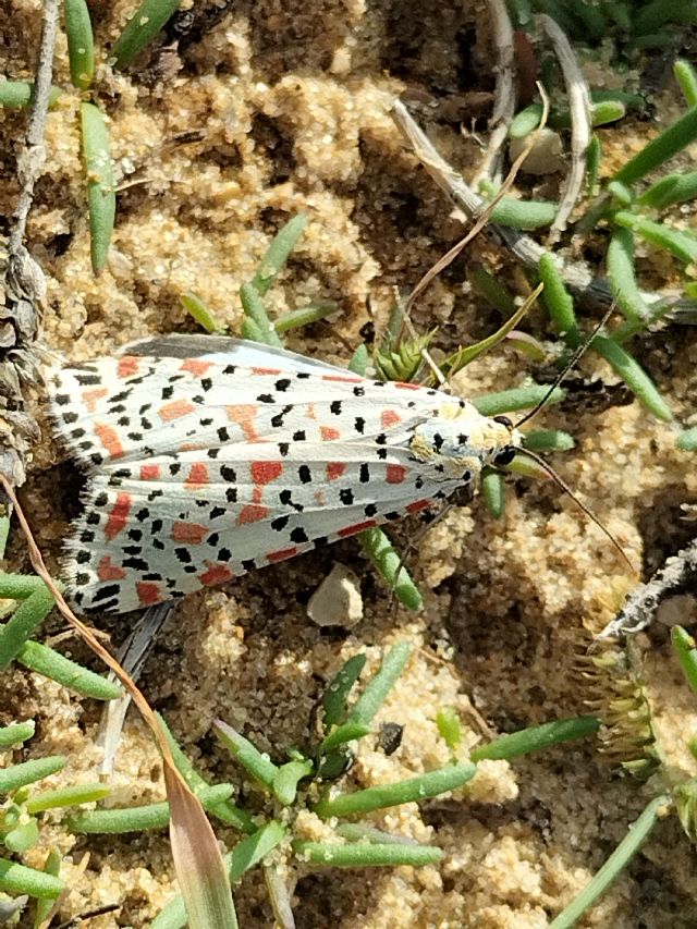 Quale falena? Utetheisa pulchella - Erebidae