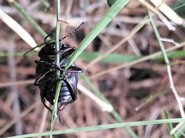 Chrysomelidae: Timarcha pimelioides