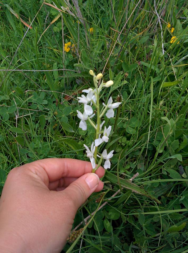 Anacamptis laxiflora fo. alba