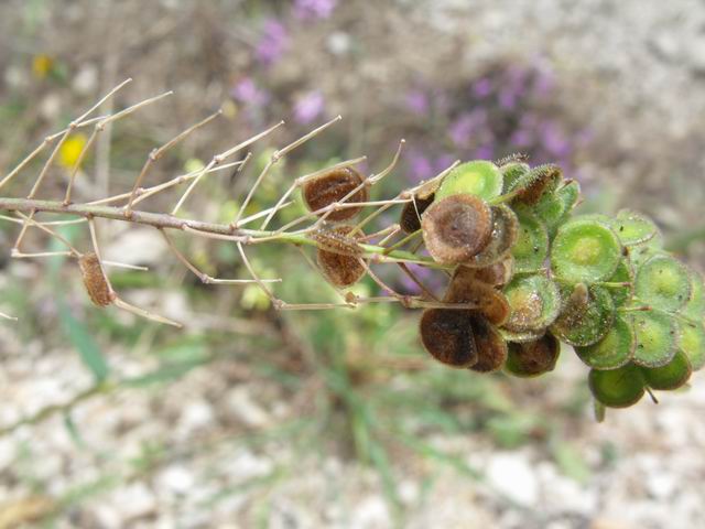 Biscutella maritima / Biscutella lirata