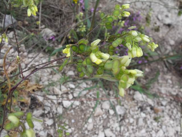 Biscutella maritima / Biscutella lirata