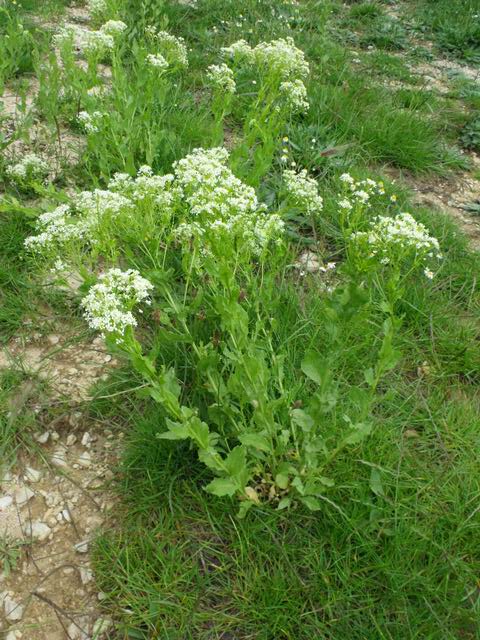 Cardaria draba (Brassicaceae)