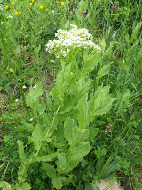 Cardaria draba (Brassicaceae)