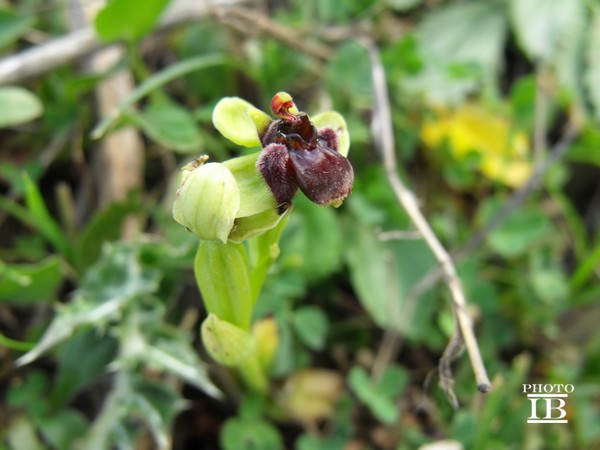 Ophrys bombyliflora